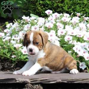 Kaleb, Boston Terrier Mix Puppy